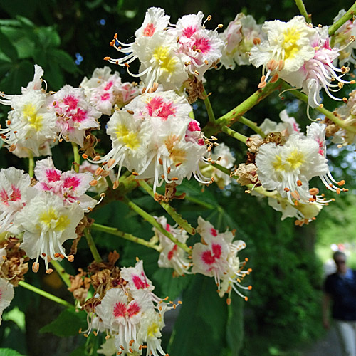 Rosskastanie / Aesculus hippocastanum