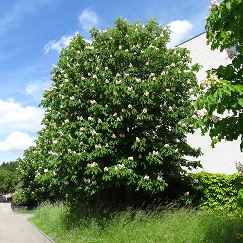 Rosskastanie / Aesculus hippocastanum