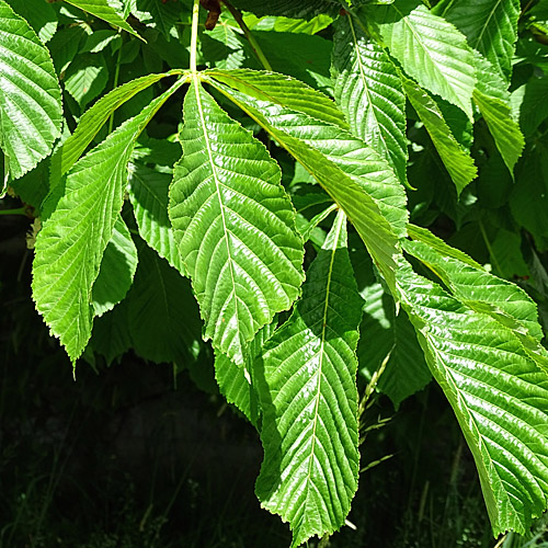 Rosskastanie / Aesculus hippocastanum