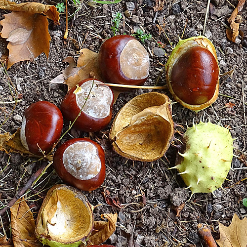 Rosskastanie / Aesculus hippocastanum