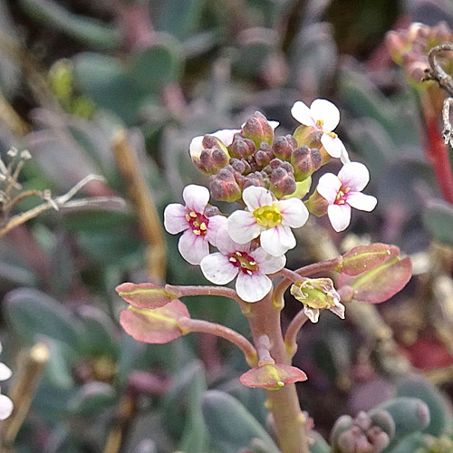 Steintäschel / Aethionema saxatile