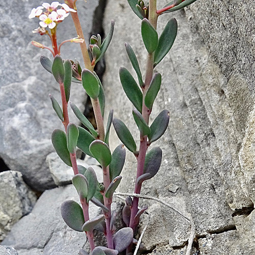 Steintäschel / Aethionema saxatile