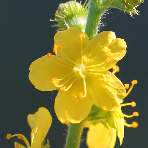 Kleiner Odermennig / Agrimonia eupatoria