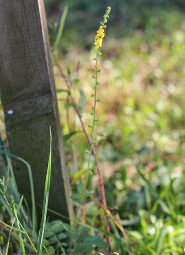 Kleiner Odermennig / Agrimonia eupatoria