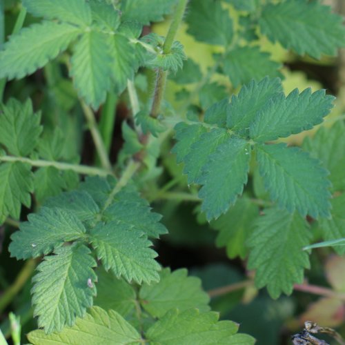 Kleiner Odermennig / Agrimonia eupatoria