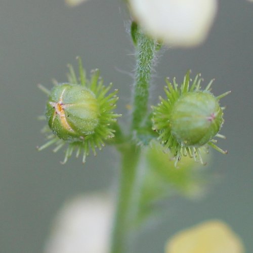 Kleiner Odermennig / Agrimonia eupatoria