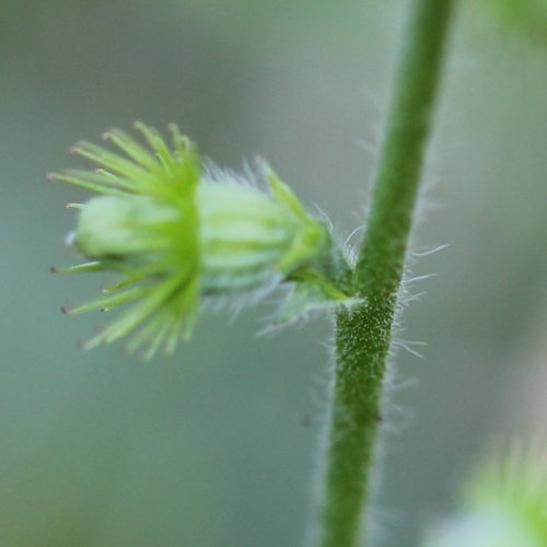 Kleiner Odermennig / Agrimonia eupatoria