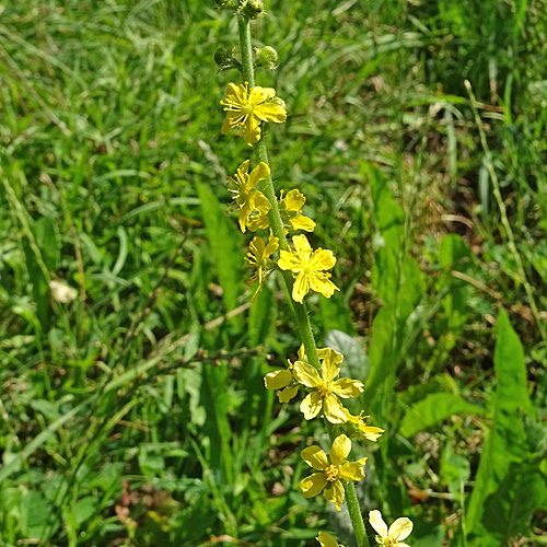 Kleiner Odermennig / Agrimonia eupatoria