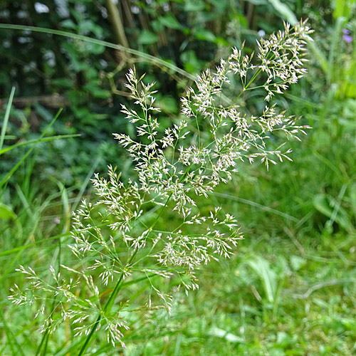 Haar-Straussgras / Agrostis capillaris