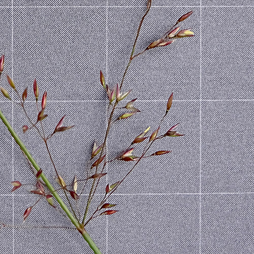 Haar-Straussgras / Agrostis capillaris