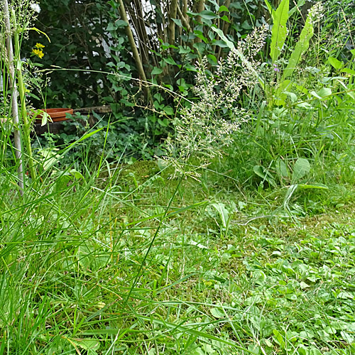 Haar-Straussgras / Agrostis capillaris