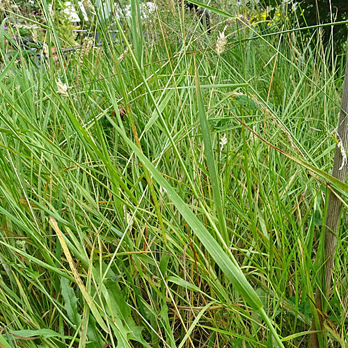 Haar-Straussgras / Agrostis capillaris