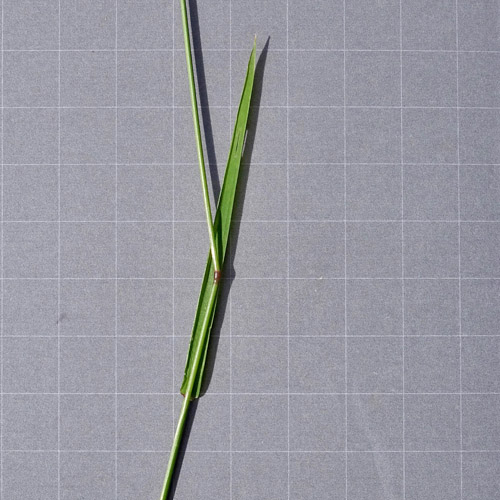 Haar-Straussgras / Agrostis capillaris