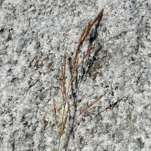 Zartes Straussgras / Agrostis schraderiana