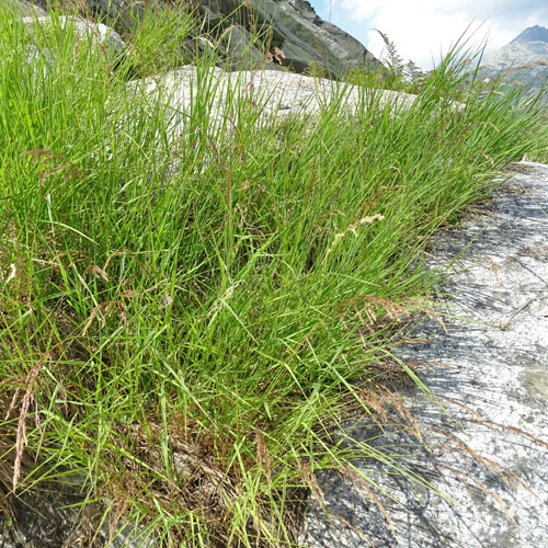 Zartes Straussgras / Agrostis schraderiana