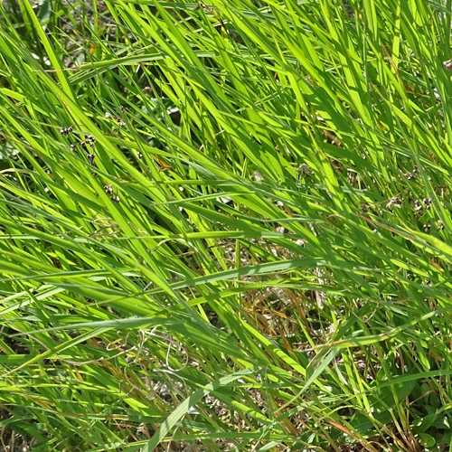 Zartes Straussgras / Agrostis schraderiana