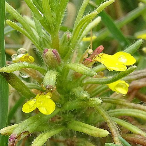 Gelber Günsel / Ajuga chamaepitys