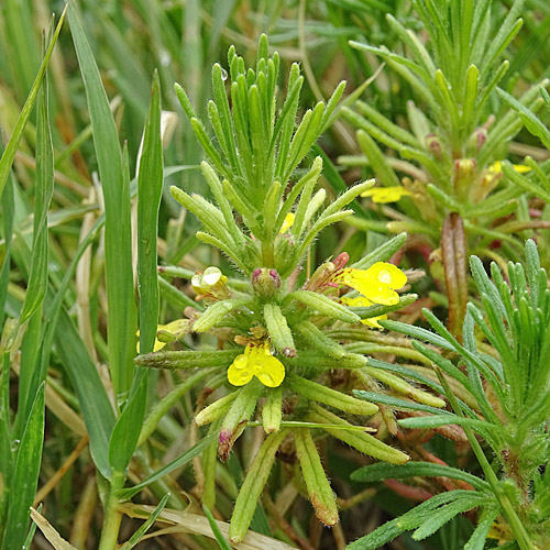 Gelber Günsel / Ajuga chamaepitys