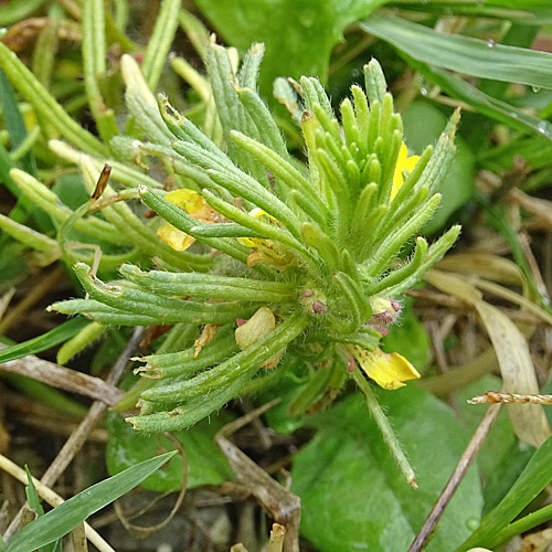 Gelber Günsel / Ajuga chamaepitys