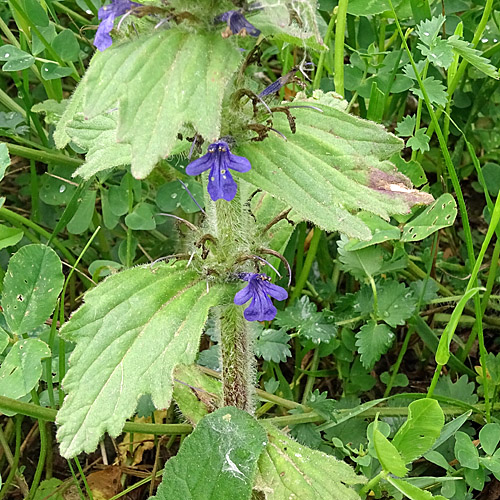 Genfer Günsel / Ajuga genevensis