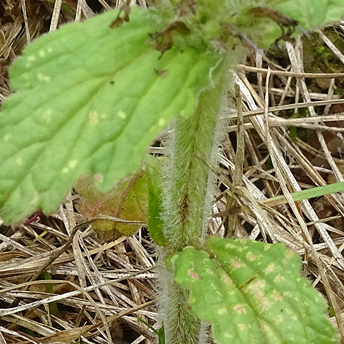 Genfer Günsel / Ajuga genevensis