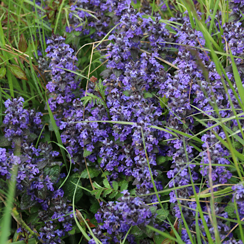 Genfer Günsel / Ajuga genevensis