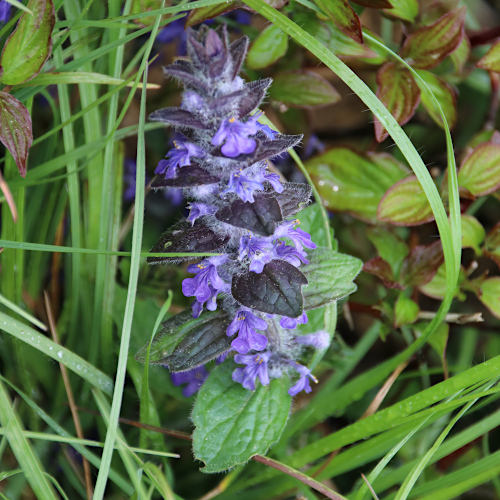 Genfer Günsel / Ajuga genevensis