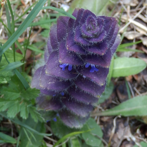 Pyramiden-Günsel / Ajuga pyramidalis