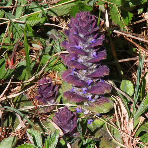 Pyramiden-Günsel / Ajuga pyramidalis