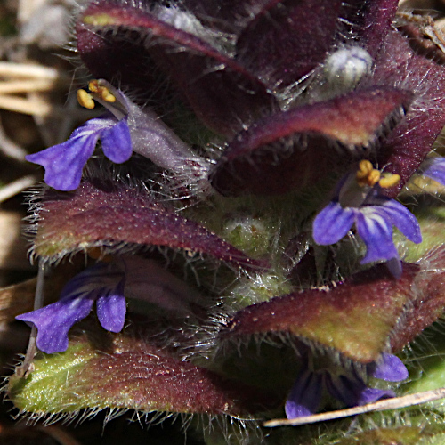 Pyramiden-Günsel / Ajuga pyramidalis