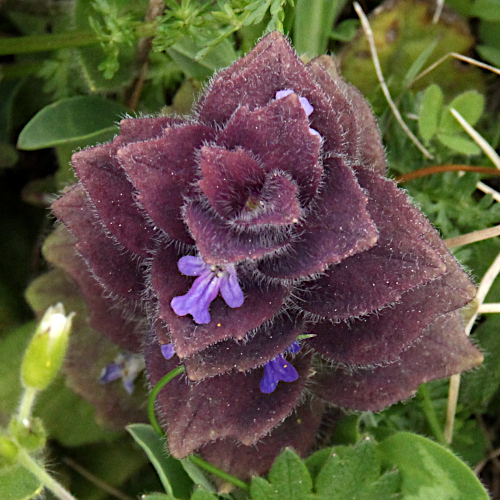 Pyramiden-Günsel / Ajuga pyramidalis