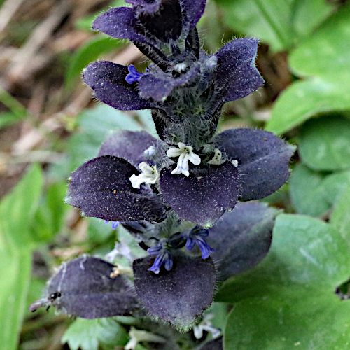 Pyramiden-Günsel / Ajuga pyramidalis