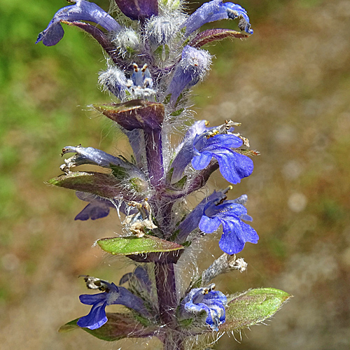 Kriechender Günsel / Ajuga reptans