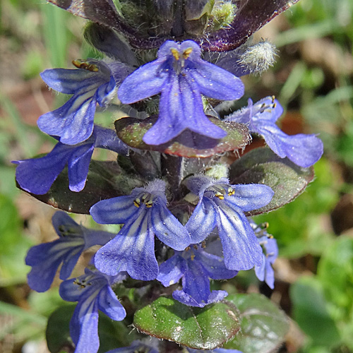 Kriechender Günsel / Ajuga reptans