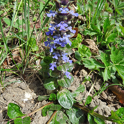 Kriechender Günsel / Ajuga reptans