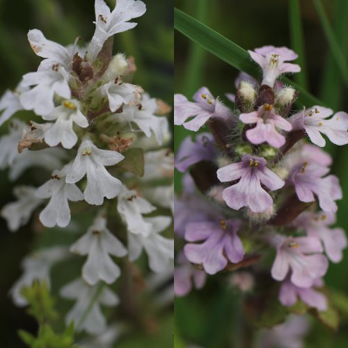 Kriechender Günsel / Ajuga reptans