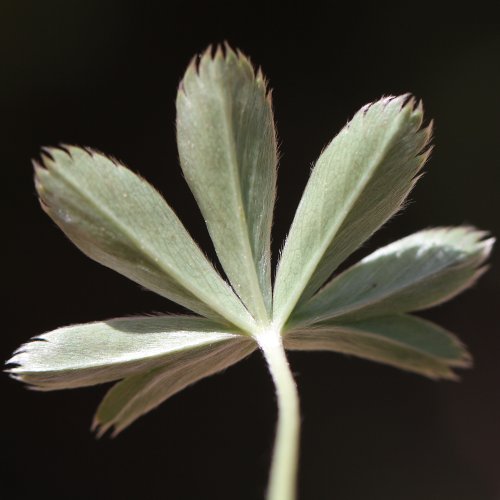 Alpen-Frauenmantel / Alchemilla alpina aggr.