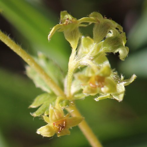 Alpen-Frauenmantel / Alchemilla alpina aggr.