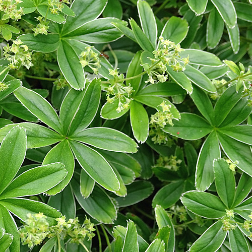 Kalk-Silbermantel / Alchemilla conjuncta aggr.