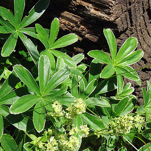 Kalk-Silbermantel / Alchemilla conjuncta aggr.