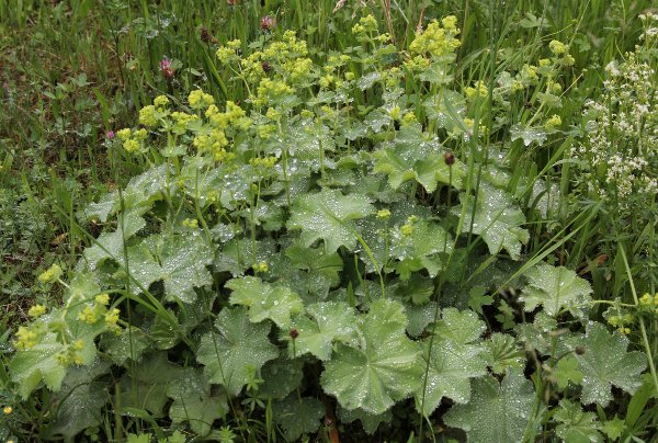 Berg-Frauenmantel / Alchemilla monticola