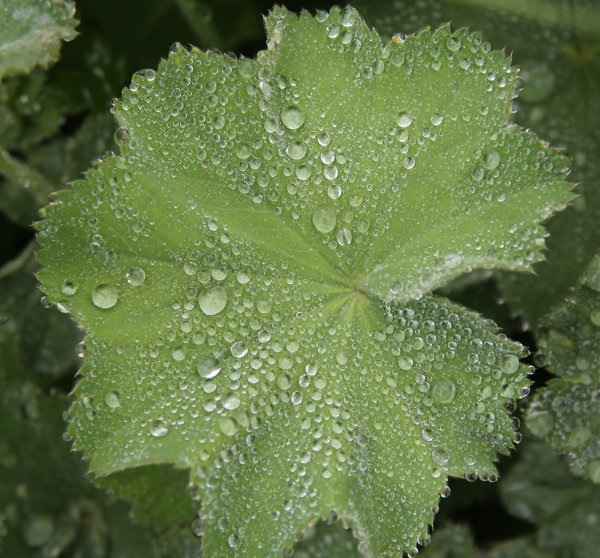 Berg-Frauenmantel / Alchemilla monticola