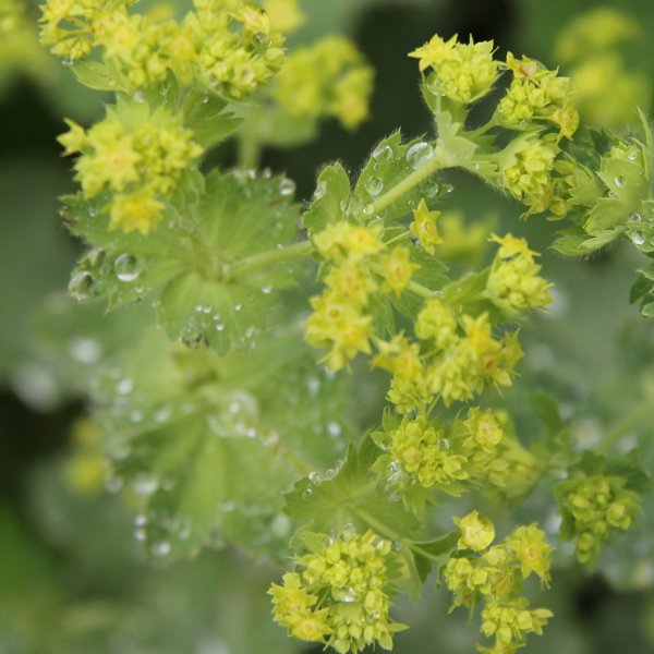 Berg-Frauenmantel / Alchemilla monticola