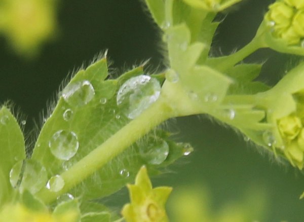 Berg-Frauenmantel / Alchemilla monticola