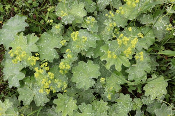 Berg-Frauenmantel / Alchemilla monticola