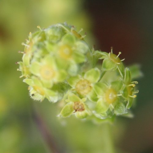 Glänzender Kalk-Silbermantel / Alchemilla nitida