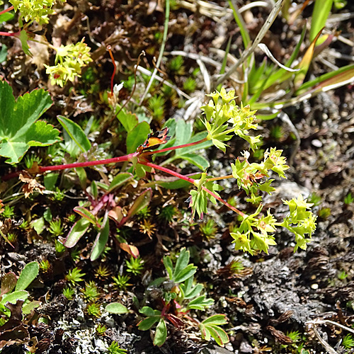 Schneetälchen-Frauenmantel / Alchemilla pentaphyllea