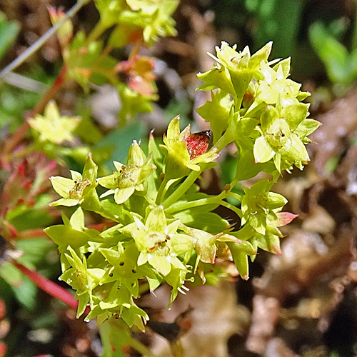 Schneetälchen-Frauenmantel / Alchemilla pentaphyllea