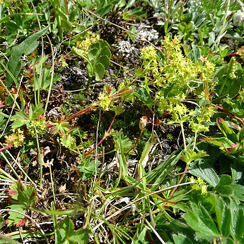 Schneetälchen-Frauenmantel / Alchemilla pentaphyllea