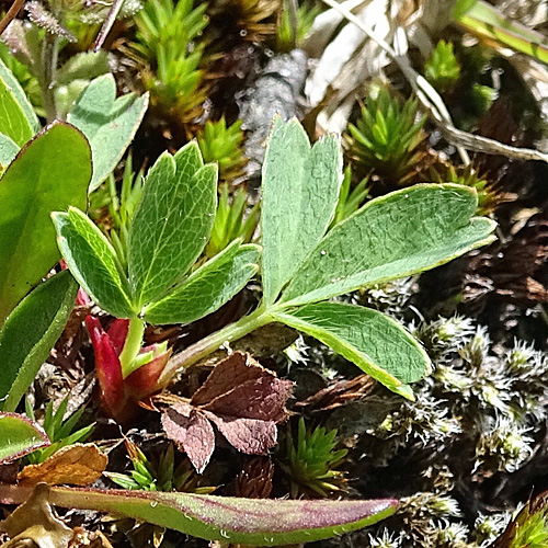 Schneetälchen-Frauenmantel / Alchemilla pentaphyllea